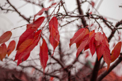 20201203-DSC_1528